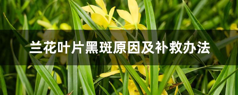 兰花叶片黑斑原因及补救办法 兰花叶片黑斑原因及补救办法