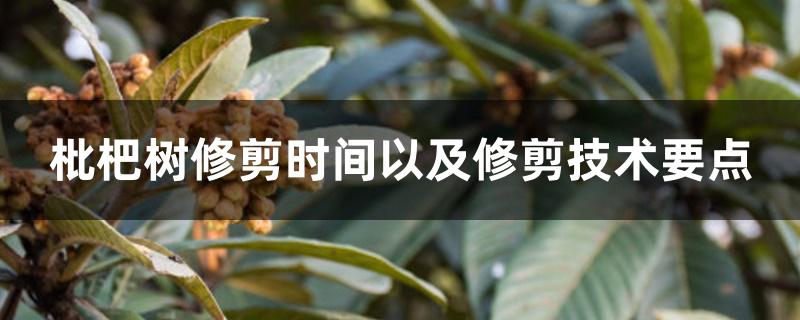 枇杷树修剪时间以及修剪技术要点