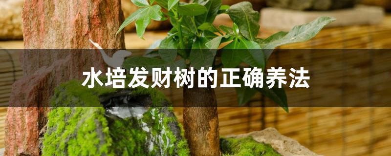 水培发财树的正确养法