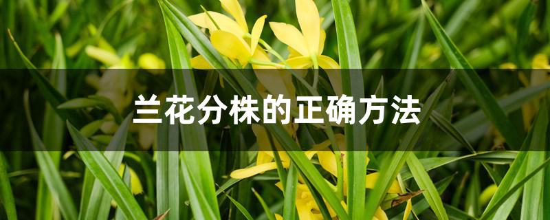 兰花分株的正确方法