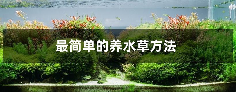 最简单的养水草方法