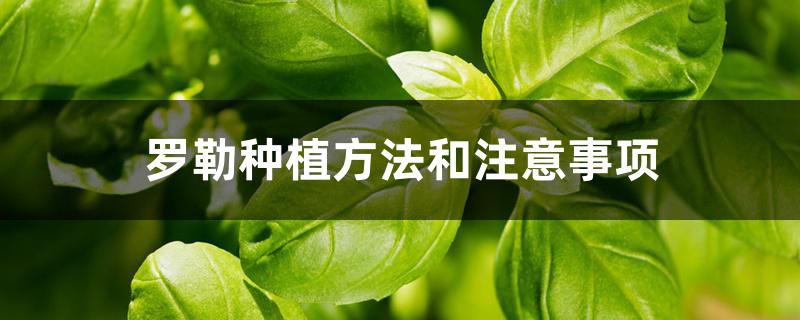 罗勒种植方法和注意事项