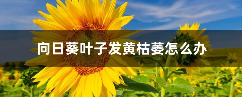 向日葵叶子发黄枯萎怎么办