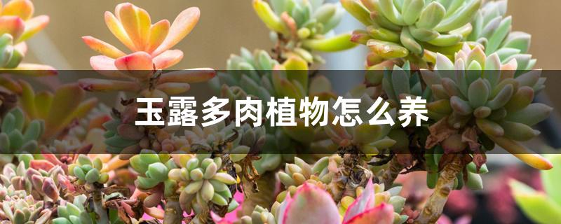 玉露多肉植物怎么养