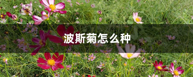 波斯菊怎么种