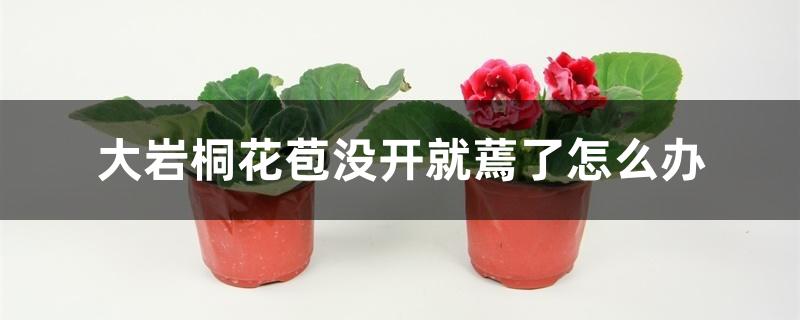 大岩桐花苞没开就蔫了怎么办