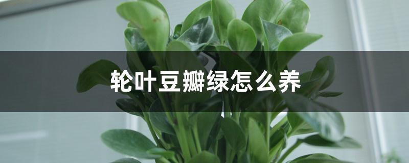 轮叶豆瓣绿怎么养 轮叶豆瓣绿怎么养