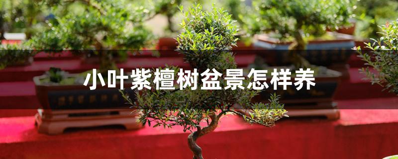 小叶紫檀树盆景怎样养 小叶紫檀树盆景怎样养