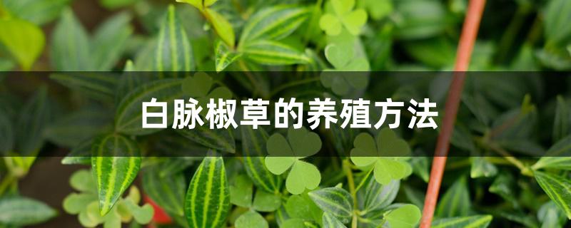 白脉椒草的养殖方法