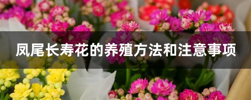 凤尾长寿花的养殖方法和注意事项