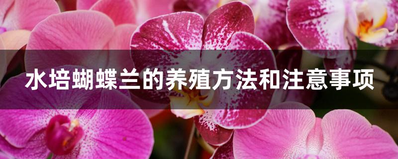 水培蝴蝶兰的养殖方法和注意事项
