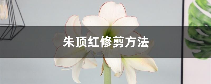 朱顶红修剪方法