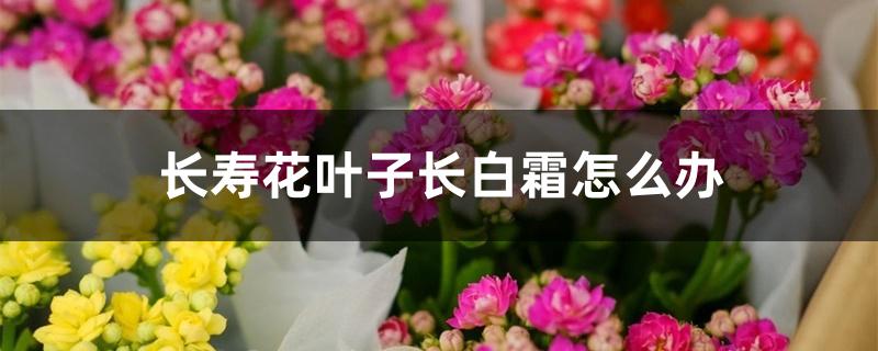 长寿花叶子长白霜怎么办