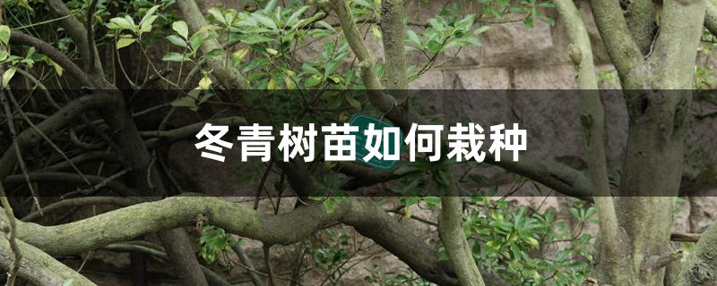 冬青树苗如何栽种