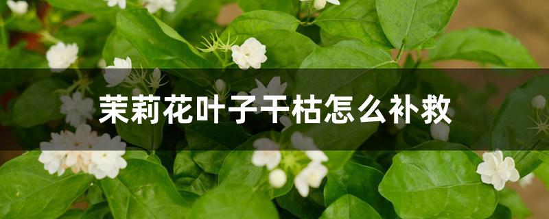 茉莉花叶子干枯怎么补救