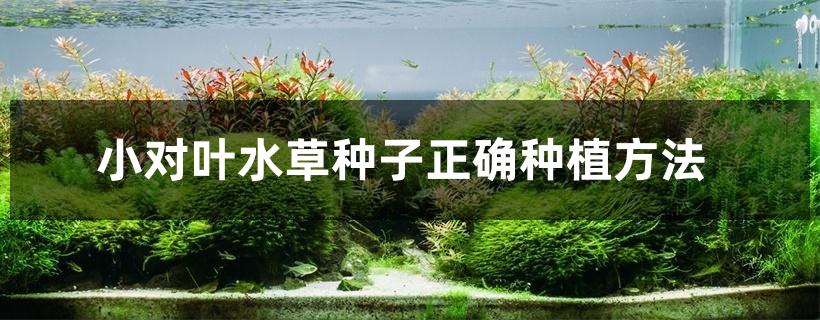小对叶水草种子正确种植方法 小对叶水草种子正确种植方法