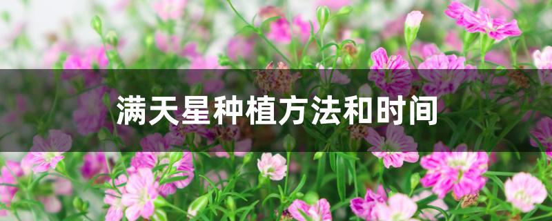 满天星种植方法和时间