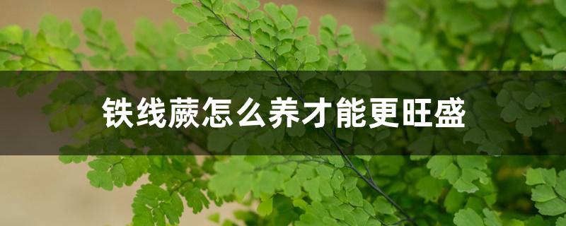 铁线蕨怎么养才能更旺盛