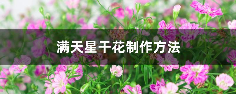 满天星干花制作方法