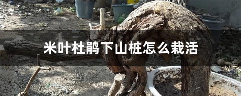 米叶杜鹃下山桩怎么栽活