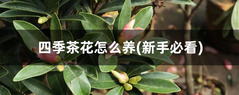 四季茶花怎么养(新手必看)