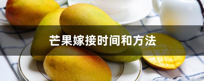 芒果嫁接时间和方法 芒果嫁接时间和方法