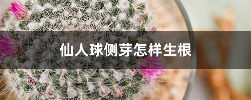 仙人球侧芽怎样生根