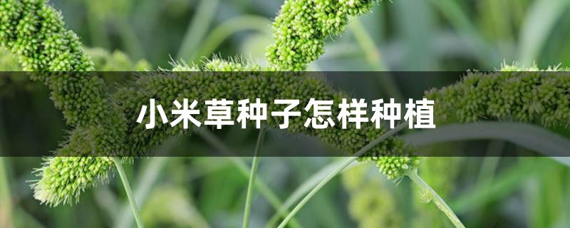 小米草种子怎样种植