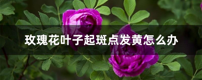 玫瑰花叶子起斑点发黄怎么办