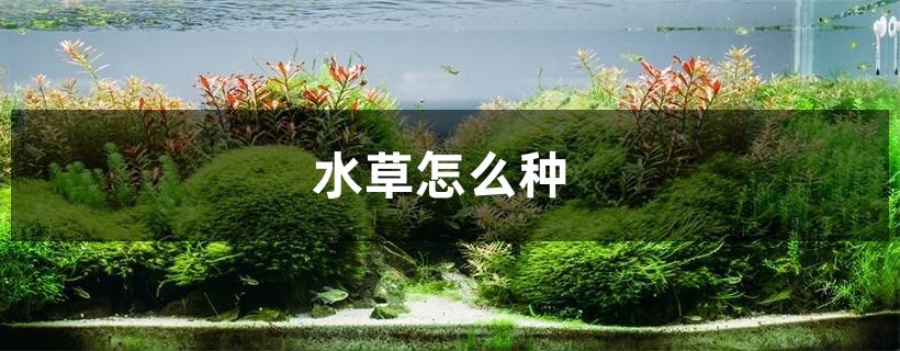 水草怎么种