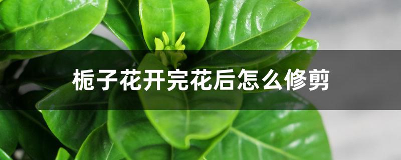 栀子花开完花后怎么修剪