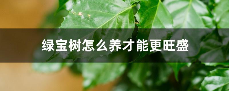 绿宝树怎么养才能更旺盛