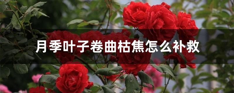 月季叶子卷曲枯焦怎么补救