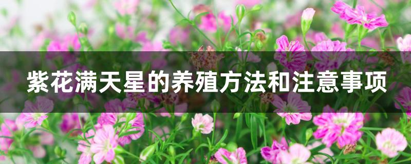 紫花满天星的养殖方法和注意事项