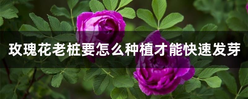 玫瑰花老桩要怎么种植才能快速发芽