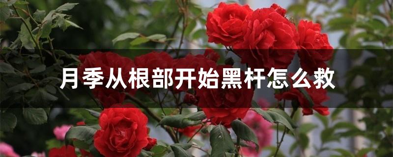 月季从根部开始黑杆怎么救