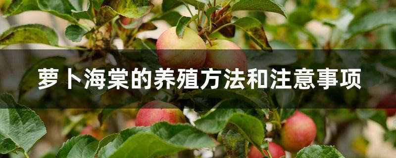萝卜海棠的养殖方法和注意事项 萝卜海棠的养殖方法和注意事项