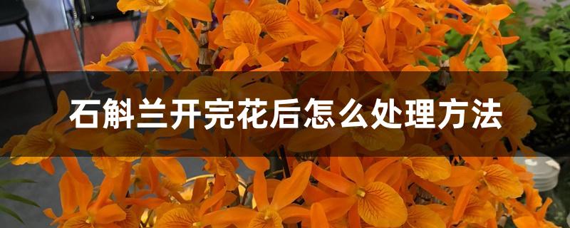 石斛兰开完花后怎么处理方法