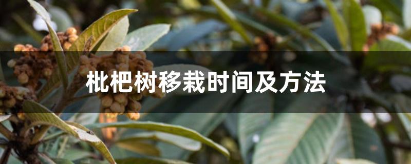 枇杷树移栽时间及方法