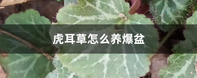 虎耳草怎么养爆盆