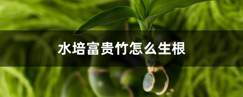 水培富贵竹怎么生根