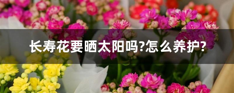 长寿花要晒太阳吗?怎么养护?