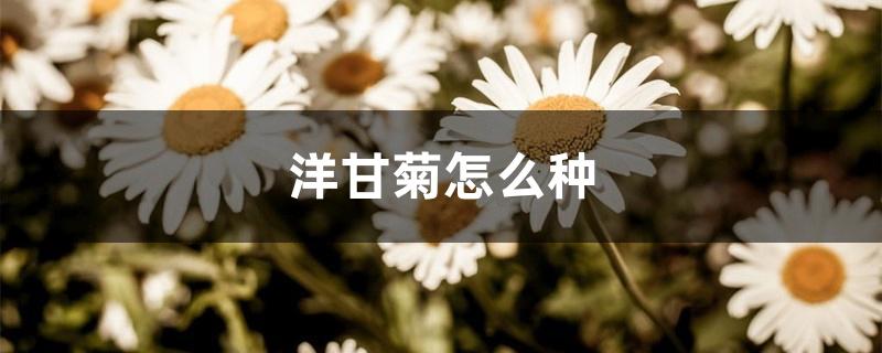 洋甘菊怎么种