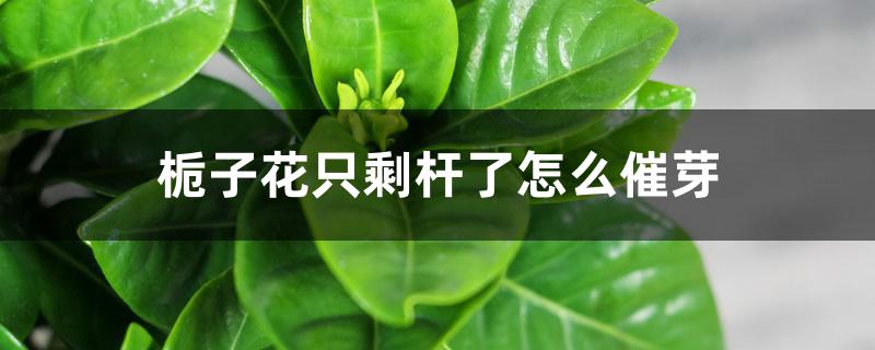 栀子花只剩杆了怎么催芽