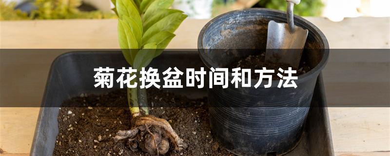 菊花换盆时间和方法