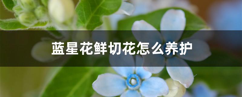 蓝星花鲜切花怎么养护 蓝星花鲜切花怎么养护
