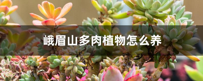 峨眉山多肉植物怎么养 峨眉山多肉植物怎么养