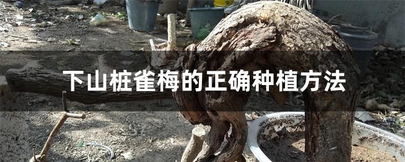 下山桩雀梅的正确种植方法