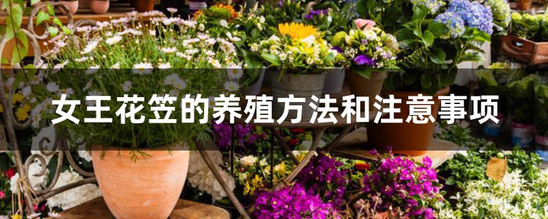 女王花笠的养殖方法和注意事项