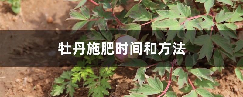 牡丹施肥时间和方法